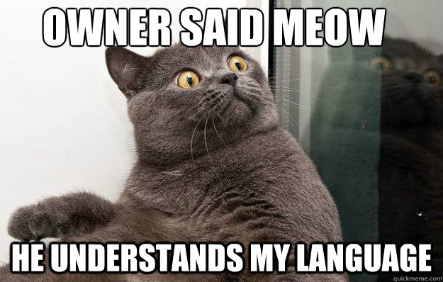 Owner said meow 
  He understands my language - Owner said meow 
  He understands my language  conspiracy cat