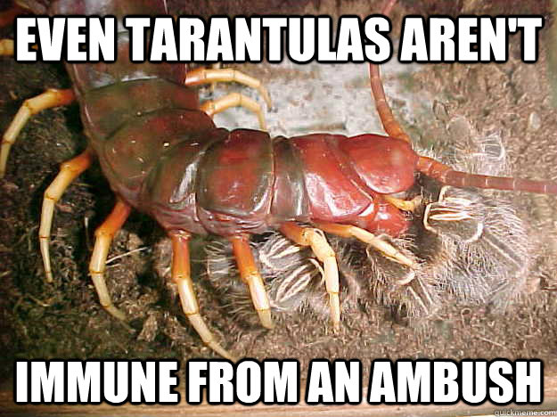 Even tarantulas aren't immune from an ambush  Centipede