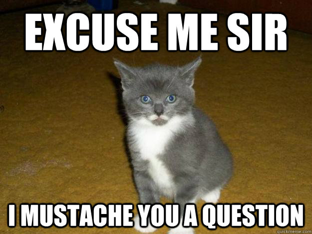 Excuse me sir I mustache you a question  Mustache kitten