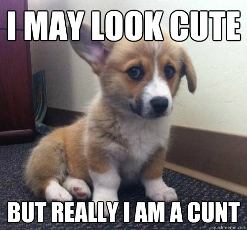 I may look cute but really i am a cunt - I may look cute but really i am a cunt  Cunt dog