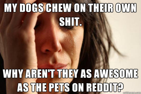 My dogs chew on their own shit. Why aren't they as awesome as the pets on reddit?  First World Problems
