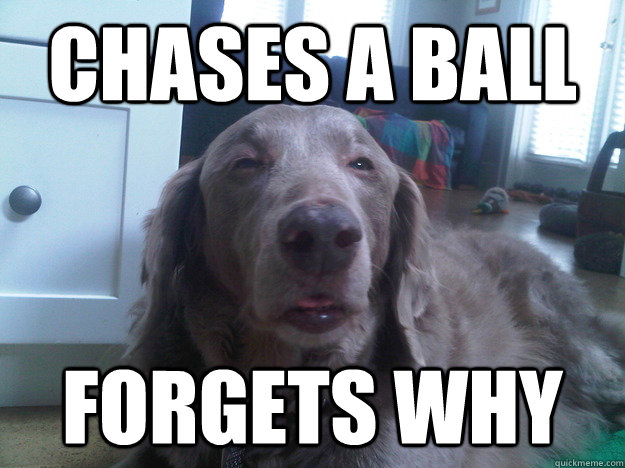 Chases a ball forgets why  10 Dog