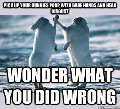 pick up your bunnies poop with bare hands and hear disgust wonder what you did wrong  Bunny Bros