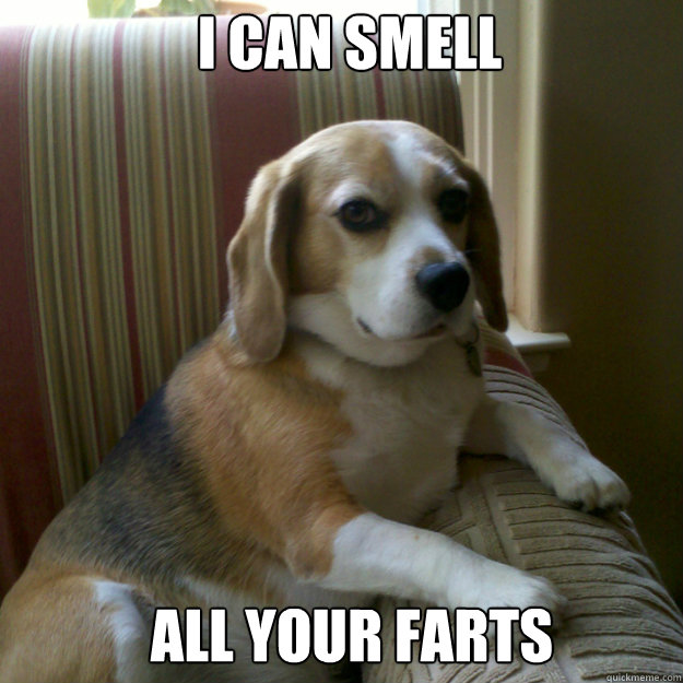 I can smell All your farts  judgmental dog