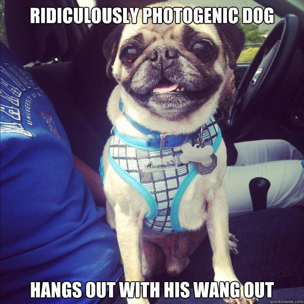ridiculously photogenic dog hangs out with his wang out  