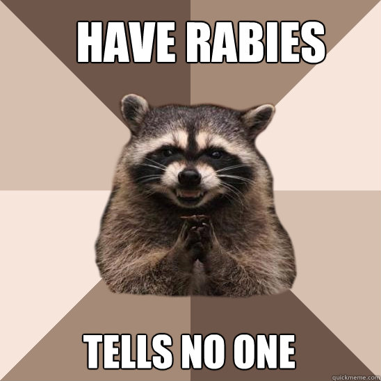 Have Rabies  Tells no one  Evil Plotting Raccoon