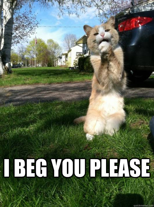 I beg you please  beg cat