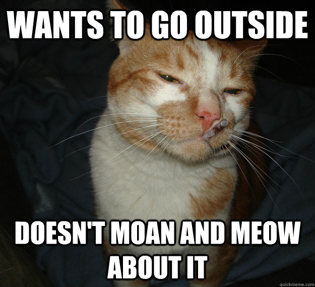 wants to go outside doesn't moan and meow about it  Cool Cat Craig