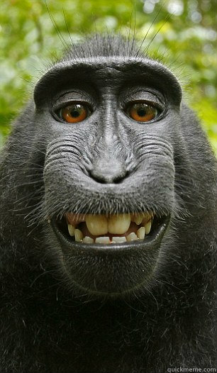    Mindful Macaque