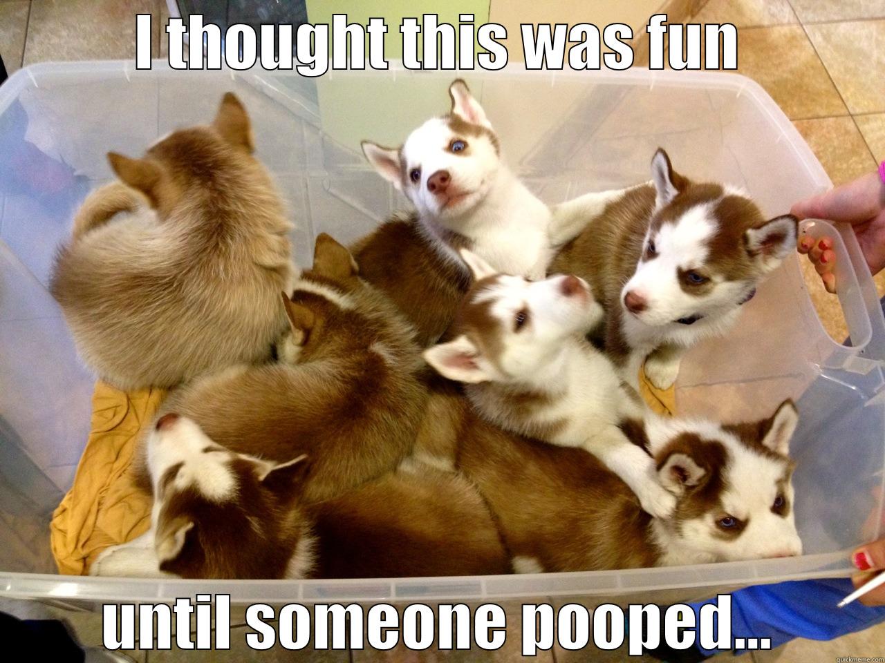 A box full of huskies! - I THOUGHT THIS WAS FUN UNTIL SOMEONE POOPED... Misc