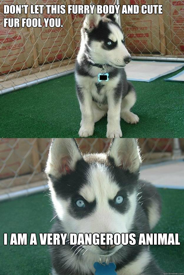 Don't let this furry body and cute fur fool you.



 i am a very dangerous animal  Insanity puppy