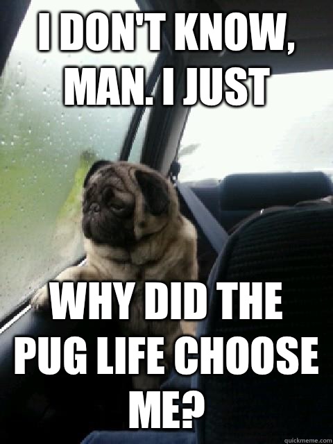 i don't know, man. i just why did the pug life choose me?  Introspective Pug