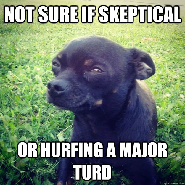 Not sure if skeptical Or hurfing a major turd - Not sure if skeptical Or hurfing a major turd  Skeptical Dog