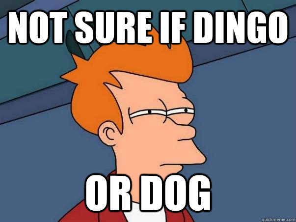 Not sure if Dingo or Dog  Not sure if deaf