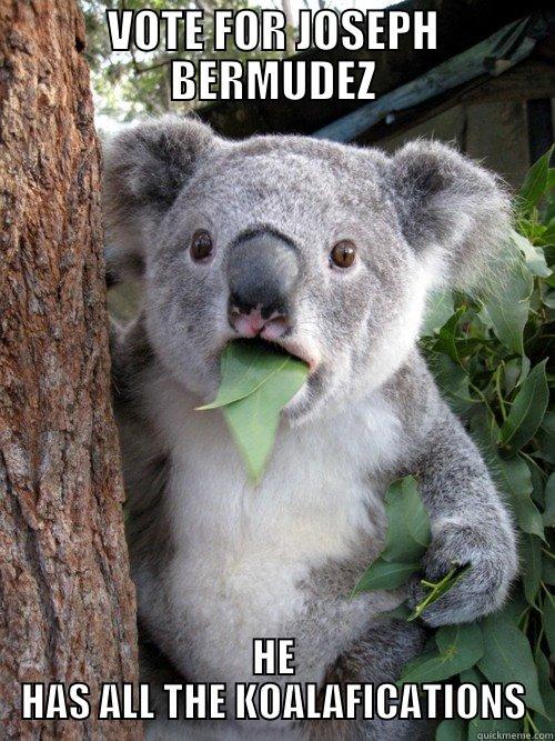 VOTE FOR JOSEPH BERMUDEZ HE HAS ALL THE KOALAFICATIONS koala bear