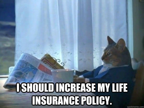  I should increase my life insurance policy.  morning realization newspaper cat meme