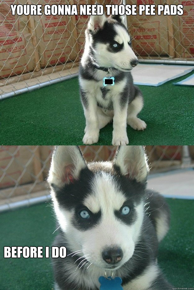 youre gonna need those pee pads before i do  Insanity puppy