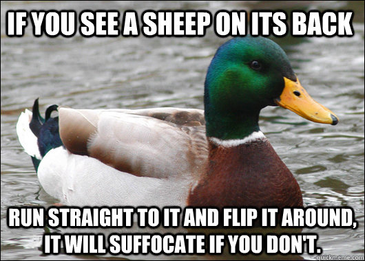 If you see a sheep on its back run straight to it and flip it around, it will suffocate if you don't. - If you see a sheep on its back run straight to it and flip it around, it will suffocate if you don't.  Actual Advice Mallard