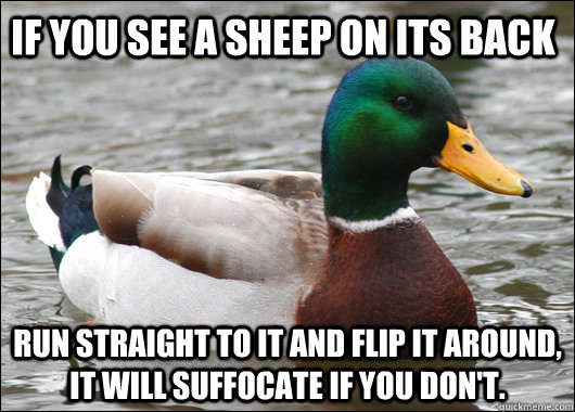If you see a sheep on its back run straight to it and flip it around, it will suffocate if you don't.  Actual Advice Mallard