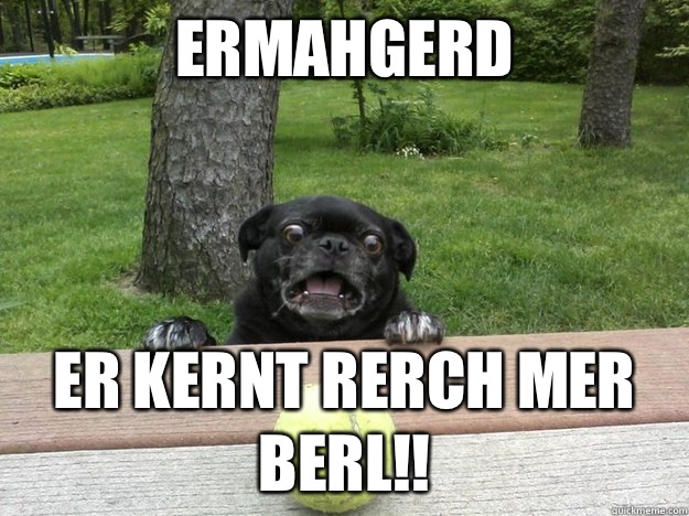 Ermahgerd Er kernt rerch mer berl!! - Ermahgerd Er kernt rerch mer berl!!  Berks Dog