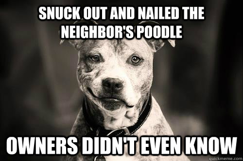 Snuck out and nailed the neighbor's poodle owners didn't even know  Sly Dog