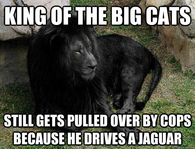 King of the big cats Still gets pulled over by cops because he drives a jaguar  Black Lion Problems