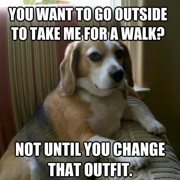 You want to go outside to take me for a walk? Not until you change that outfit.  judgmental dog
