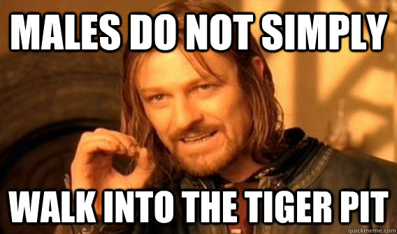 Males do not simply walk into the tiger pit  One does not simply beat skyrim