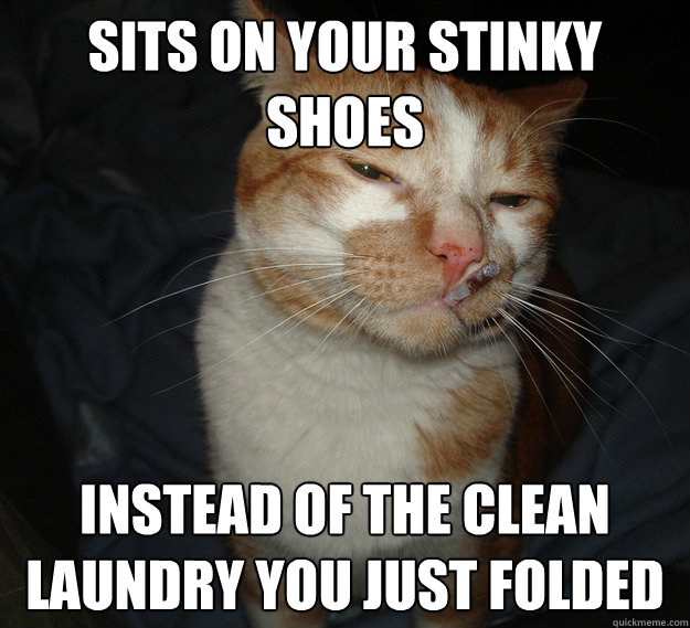 sits on your stinky shoes instead of the clean laundry you just folded  Cool Cat Craig