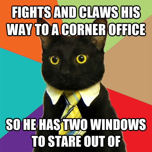 FIGHTS AND CLAWS HIS WAY TO A CORNER OFFICE SO HE HAS TWO WINDOWS TO STARE OUT OF - FIGHTS AND CLAWS HIS WAY TO A CORNER OFFICE SO HE HAS TWO WINDOWS TO STARE OUT OF  Business Cat