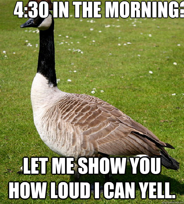 4:30 in the morning? Let Me show you how loud I can yell.  Scumbag Goose