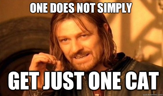 One does not simply get just one cat  Boromir