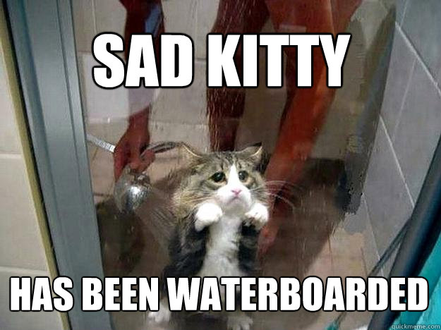Sad Kitty Has been waterboarded - Sad Kitty Has been waterboarded  Shower kitty