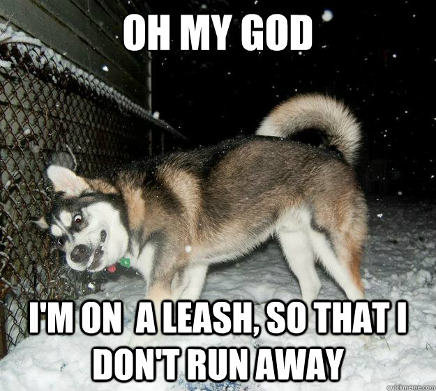 oh my god I'm on  a leash, so that i don't run away    Sudden Clarity Canine