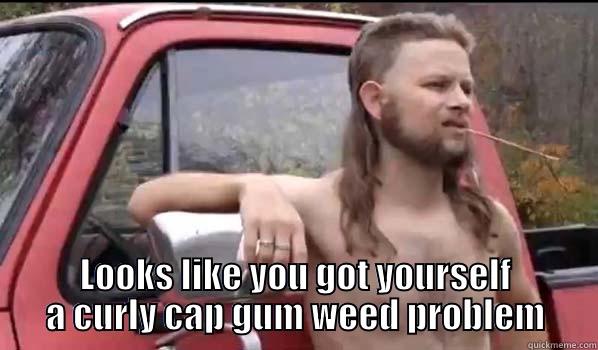  LOOKS LIKE YOU GOT YOURSELF A CURLY CAP GUM WEED PROBLEM Almost Politically Correct Redneck