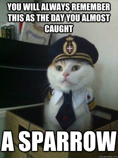 You will always remember this as the day you almost caught a sparrow  Captain kitteh