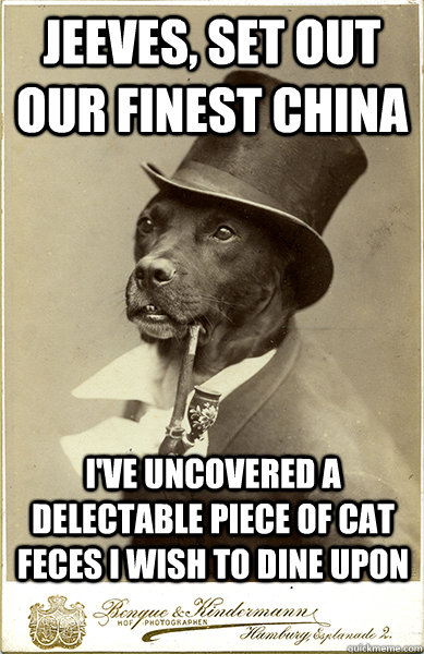 Jeeves, set out our finest china I've uncovered a delectable piece of cat feces I wish to dine upon - Jeeves, set out our finest china I've uncovered a delectable piece of cat feces I wish to dine upon  Old Money Dog