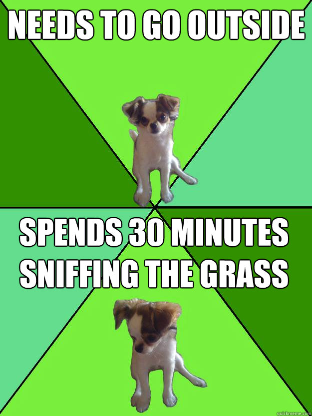 Needs to go outside Spends 30 minutes sniffing the grass  