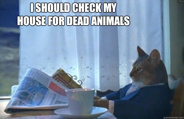 I should check my house for dead animals - I should check my house for dead animals  Sophisticated Cat