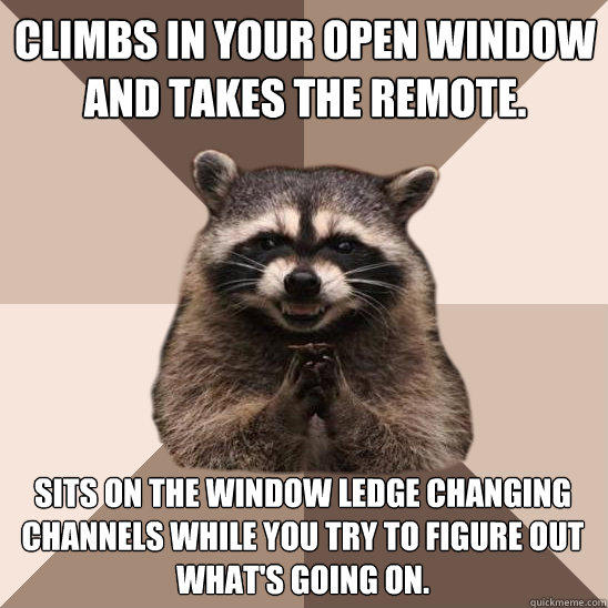 Climbs in your open window and takes the remote. Sits on the window ledge changing channels while you try to figure out what's going on.  Evil Plotting Raccoon