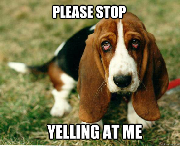 Please Stop Yelling at me  Basset Hound of guilt