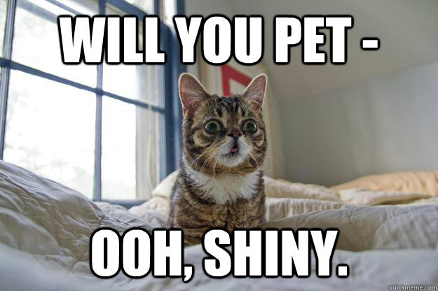 Will you pet - Ooh, shiny.  ADHD cat