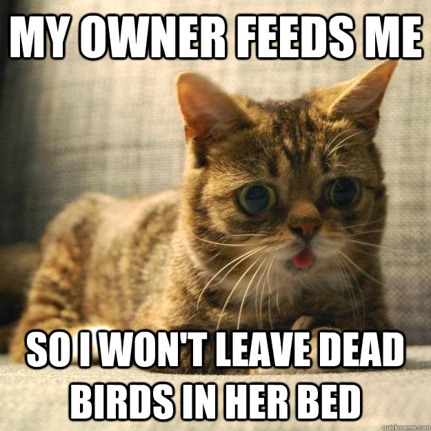My owner feeds me so i won't leave dead birds in her bed  Sudden Clarity Cat