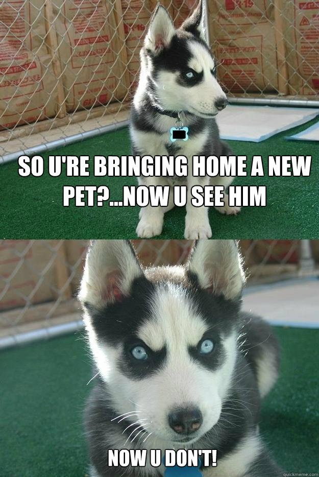 so u're bringing home a new pet?...now u see him  now u DON'T!  Insanity puppy