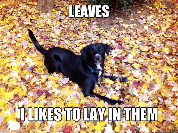 leaves I likes to lay in them  Guilt Giving Good Dog
