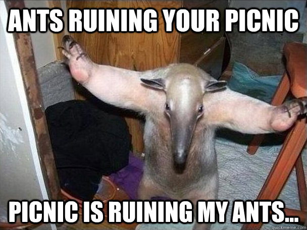 Ants ruining your picnic Picnic is ruining my ants...  I got this