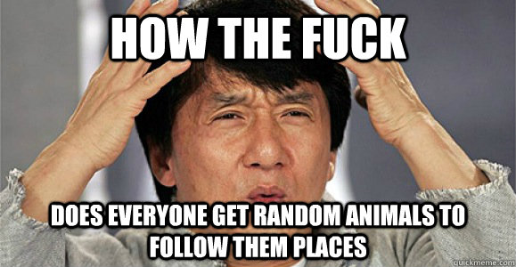 How the fuck Does everyone get random animals to follow them places - How the fuck Does everyone get random animals to follow them places  Confused Jackie Chan