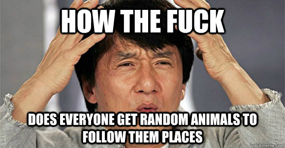 How the fuck Does everyone get random animals to follow them places  Confused Jackie Chan