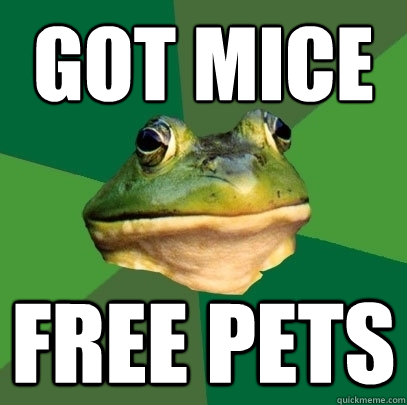 Got mice Free pets  Foul Bachelor Frog