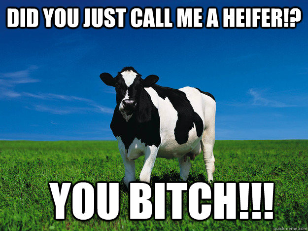 DID YOU JUST CALL ME A HEIFER!?   YOU BITCH!!!  Fat Cow